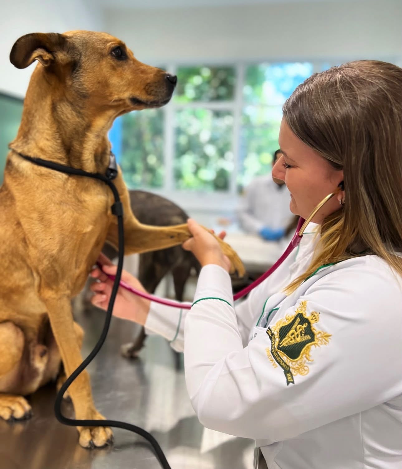 Thalia Gastaldi examinando um cachorro com estetoscópio